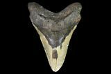 Bargain, Megalodon Tooth - North Carolina #101318-1